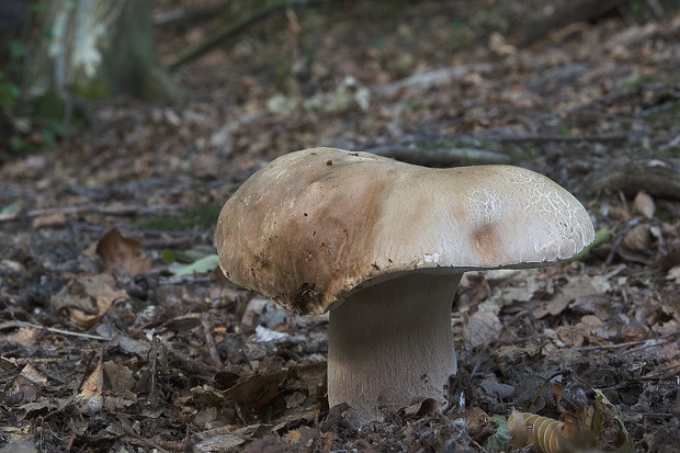 hríb dubový Boletus reticulatus Schaeff.