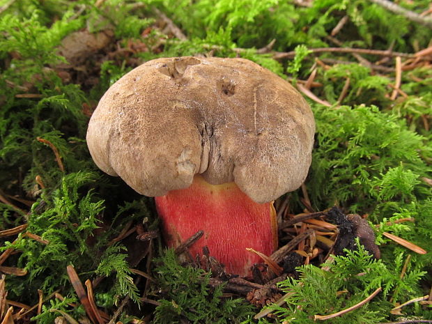 hríb červený Caloboletus calopus Fr.