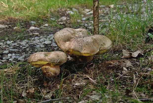 hríb horký Caloboletus radicans (Pers.) Vizzini