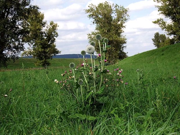 ježibaba guľatohlavá - biotop Echinops sphaerocephalus L.