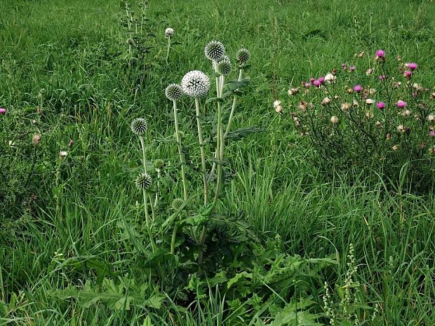 ježibaba guľatohlavá Echinops sphaerocephalus L.