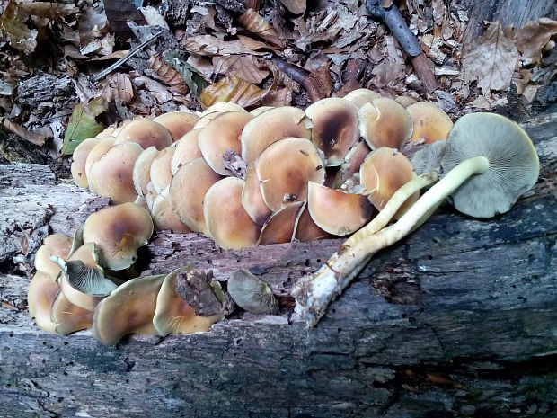 strapcovka zväzkovitá Hypholoma fasciculare (Huds.) P. Kumm.