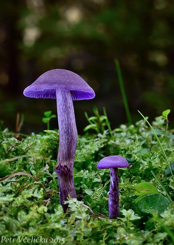 lakovka ametystová Laccaria amethystina (Huds.) Cooke