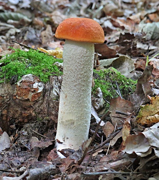 kozák osikový-křemenáč osikový Leccinum albostipitatum den Bakker & Noordel.