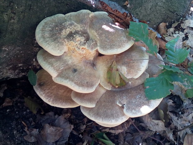 vejárovec obrovský Meripilus giganteus (Pers.) P. Karst.