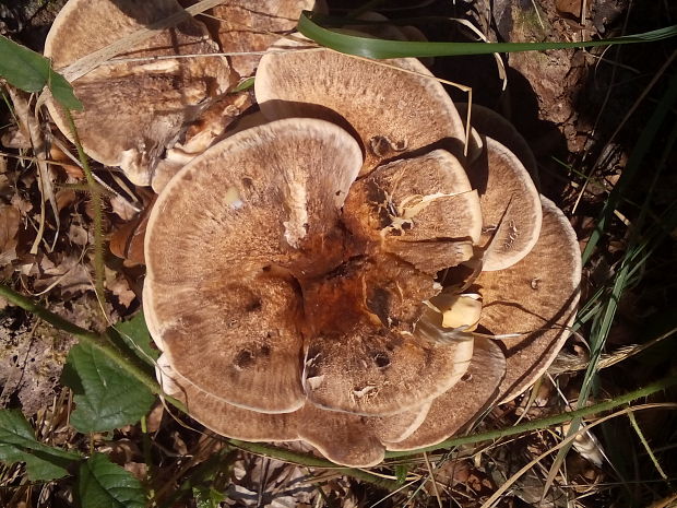 vejárovec obrovský Meripilus giganteus (Pers.) P. Karst.