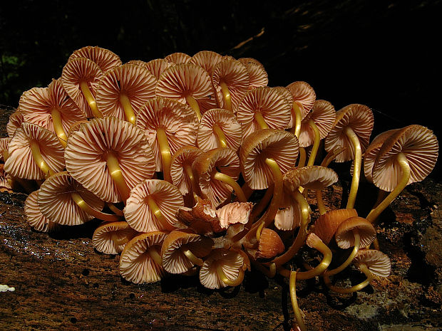 prilbička žltohlúbiková Mycena renati Quél.