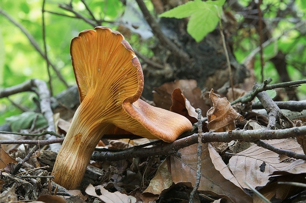 kališník hnedooranžový Omphalotus olearius (DC.) Singer