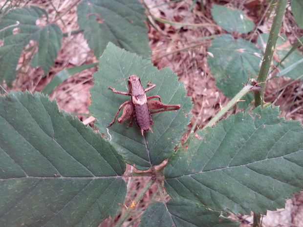 kobylka hnedkastá Pholidoptera griseoaptera