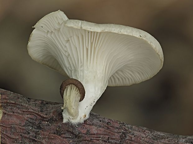 hliva dubová Pleurotus dryinus (Pers.) P. Kumm.