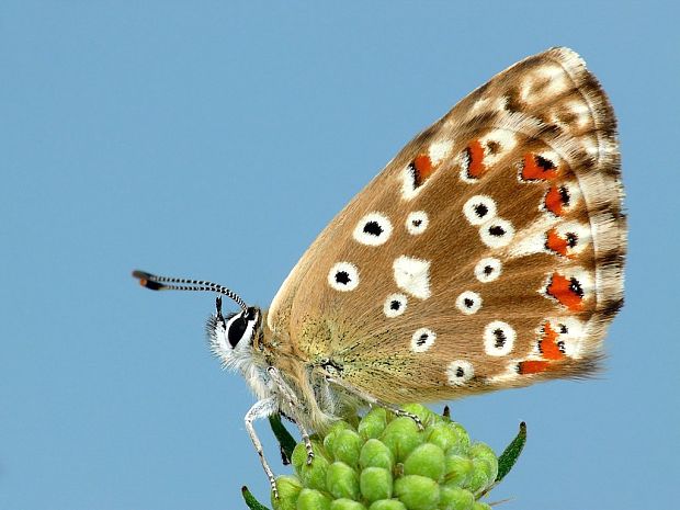 modráčik vikový (sk) / modrásek vikvicový (cz) Polyommatus coridon Poda, 1761