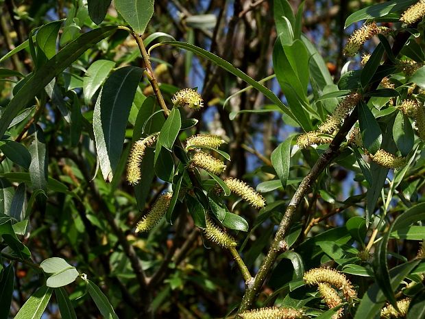 vŕba Salix sp.