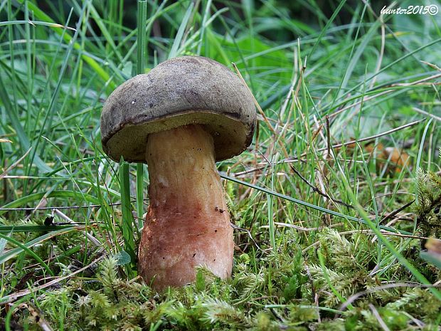 suchohríb červenohnedý Xerocomus ferrugineus (Kuntze) Singer