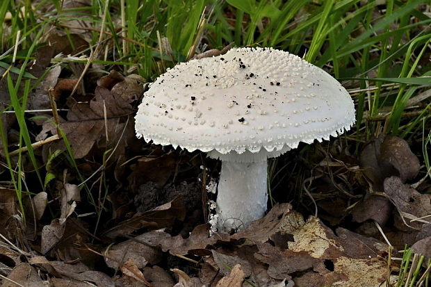 muchotrávka ostnatá Amanita echinocephala (Vittad.) Quél.