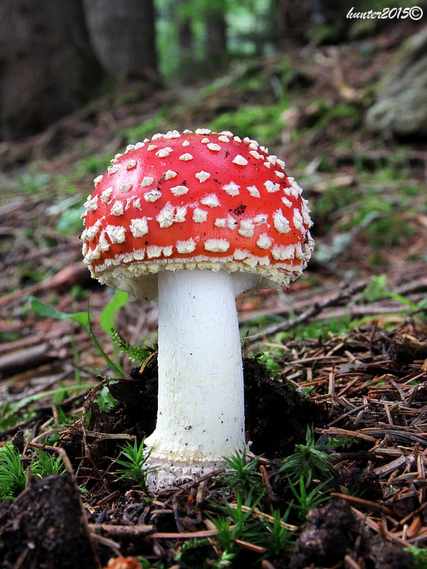 muchotrávka červená Amanita muscaria (L.) Lam.