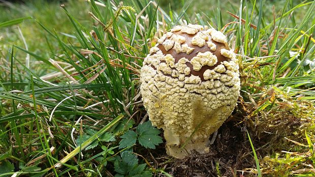 muchotrávka kráľovská Amanita regalis (Fr.) Michael