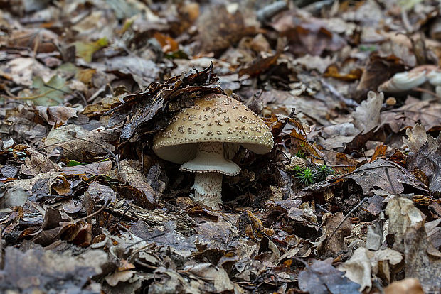 muchotrávka červenkastá Amanita rubescens Pers.