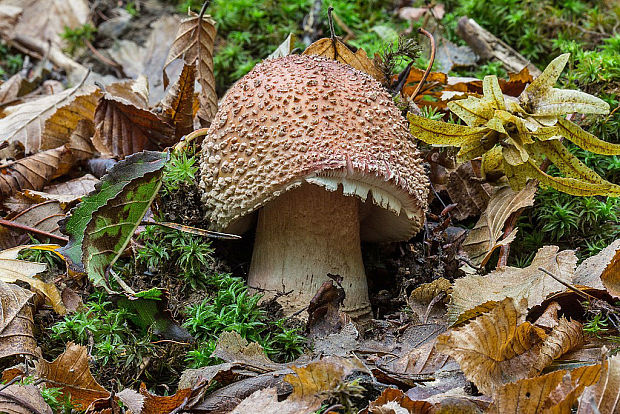 muchotrávka červenkastá Amanita rubescens Pers.