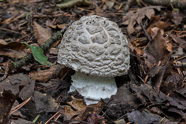 muchotrávka šiškovitá Amanita strobiliformis Gonn. & Rabenh.