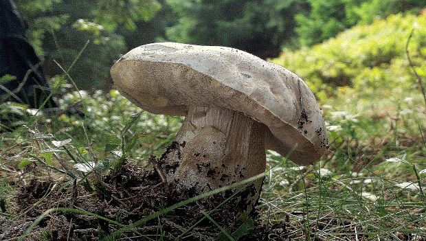 hríb smrekový Boletus edulis Bull.