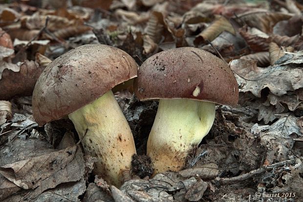 hríb príveskatý Butyriboletus appendiculatus (Schaeff. ex Fr.) Secr.