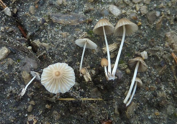 hnojník Coprinellus cf.heterothrix