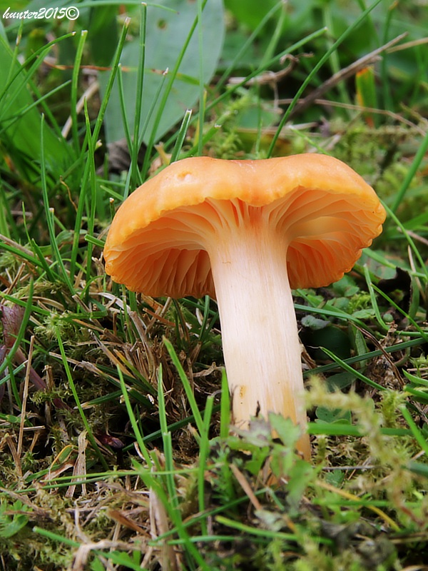 lúčnica statná Cuphophyllus pratensis (Fr.) Bon