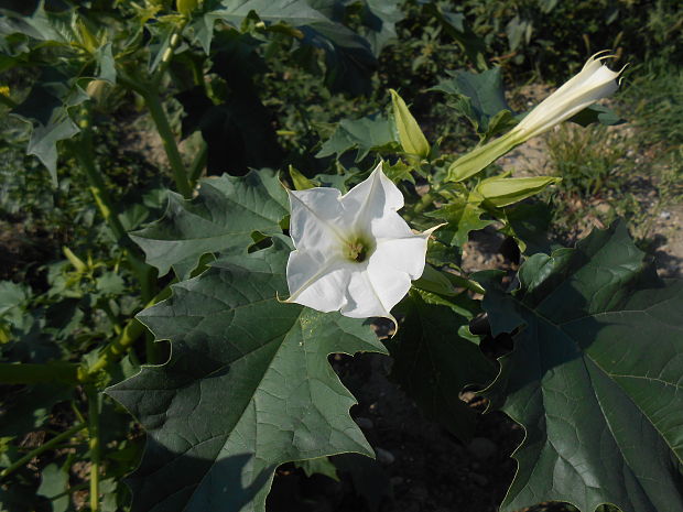 durman obyčajný Datura stramonium L.