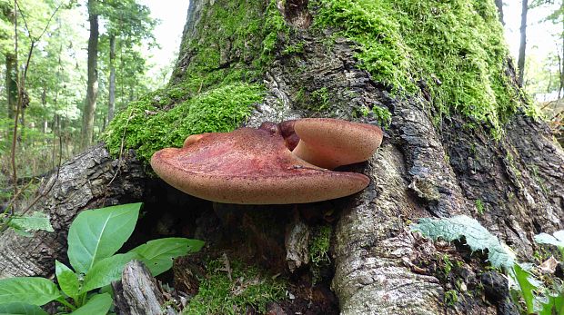 pečeňovec dubový Fistulina hepatica (Schaeff.) With.