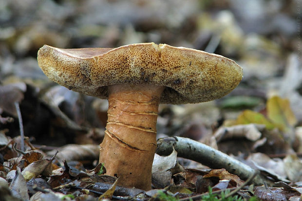 hríbnik gaštanovohnedý Gyroporus castaneus (Bull.) Quél.