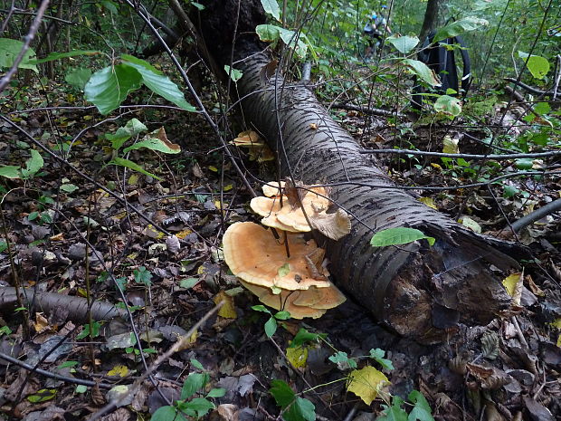 sirovec  Laetiporus sulphureus (Bull.) Murrill