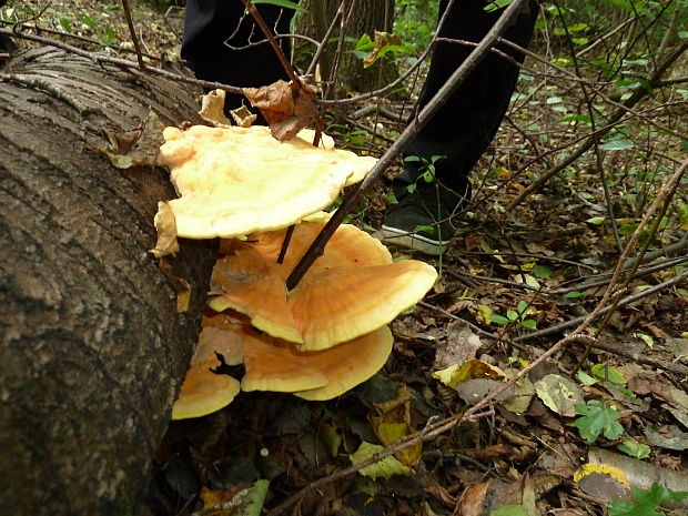 sírovec obyčajný Laetiporus sulphureus (Bull.) Murrill