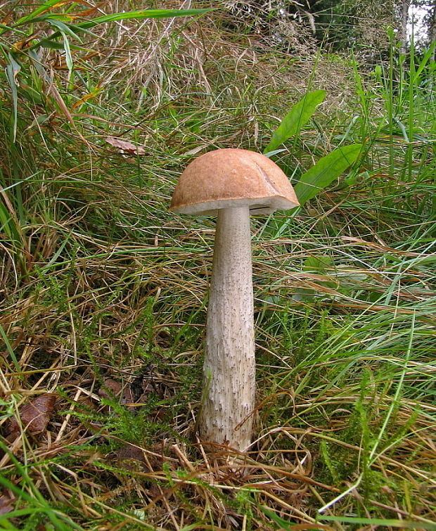 kozák brezový Leccinum scabrum (Bull.) Gray