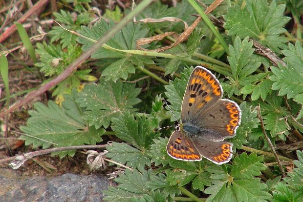 ohniváčik čiernoškvrnný Lycaena tityrus Poda, 1761