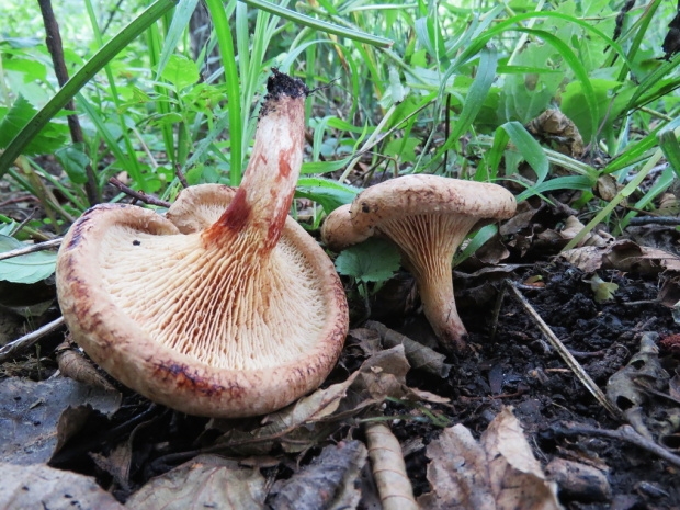 čechračka jelšová Paxillus rubicundulus P.D. Orton