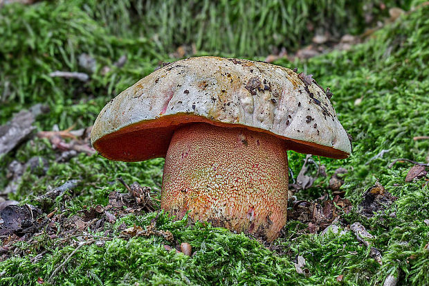 hríb purpurový Rubroboletus rhodoxanthus Kuan Zhao &amp; Zhu L. Yang