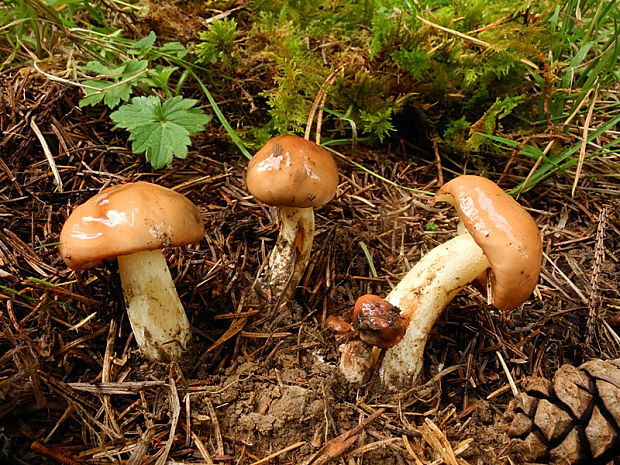 masliak zrnitý Suillus granulatus (L.) Roussel