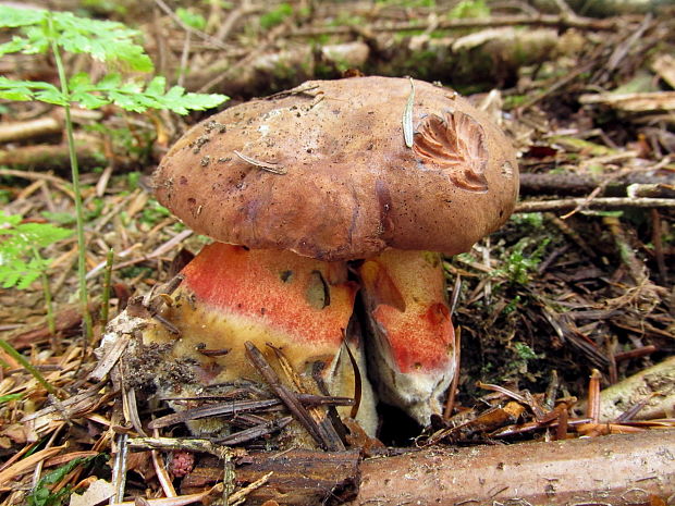 hríb zrnitohlúbikový Sutorius luridiformis (Rostk.) G. Wu & Zhu L. Yang