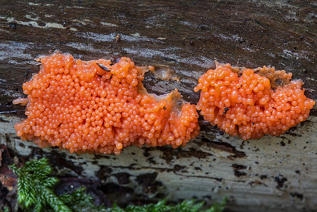 jahodník sasankovitý Tubifera ferruginosa (Batsch) J.F. Gmel.