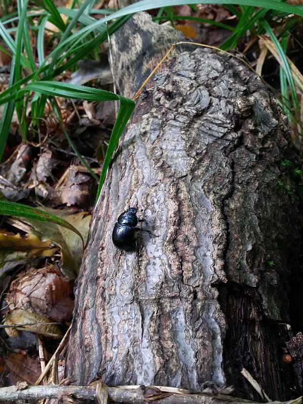 lajniak lesný - Chrobák lesní Anoplotrupes stercorosus