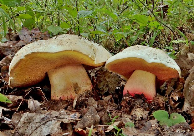 hríb satanský hlohový Boletus satanas f. crataegi