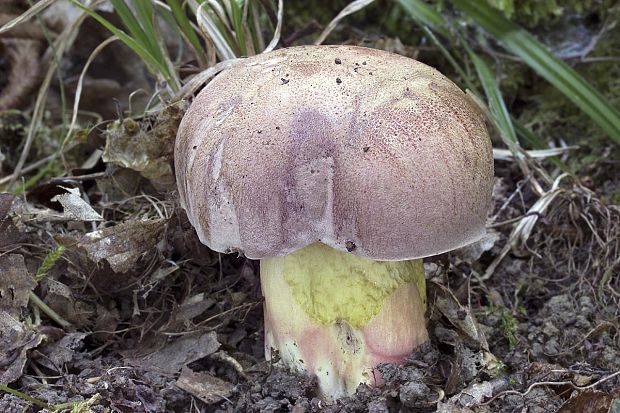 hríb nádherný Butyriboletus fuscoroseus (Smotl.) Vizzini & Gelardi