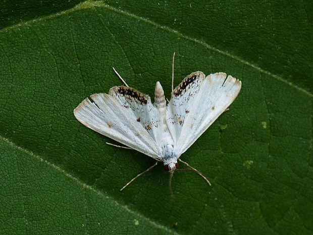 vijačka žaburinková♂ Cataclysta lemnata