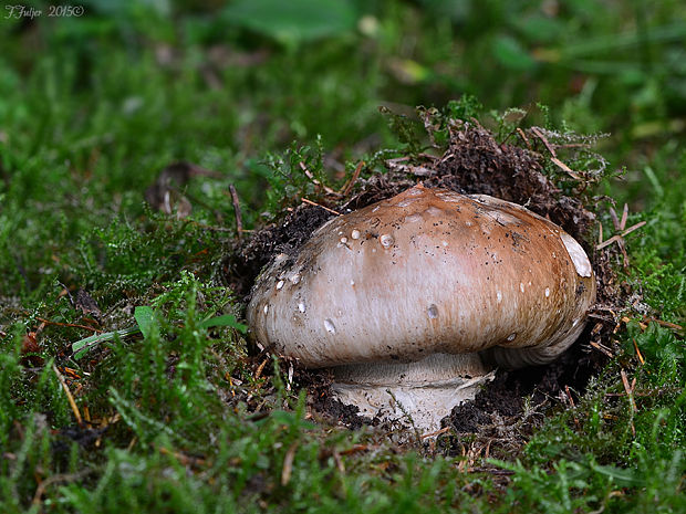 náramkovka cisárska Catathelasma imperiale (P. Karst.) Singer