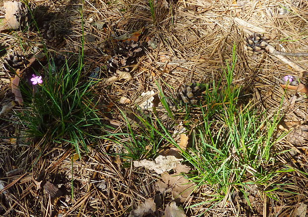 klinček kartuziánsky pravý Dianthus carthusianorum subsp. carthusianorum? L.