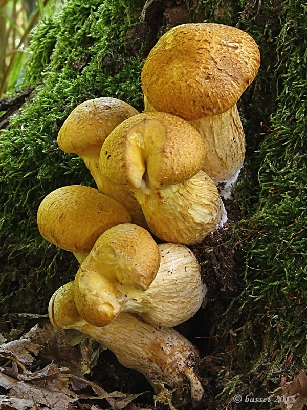 šupinovec nádherný Gymnopilus junonius (Fr.) P.D. Orton