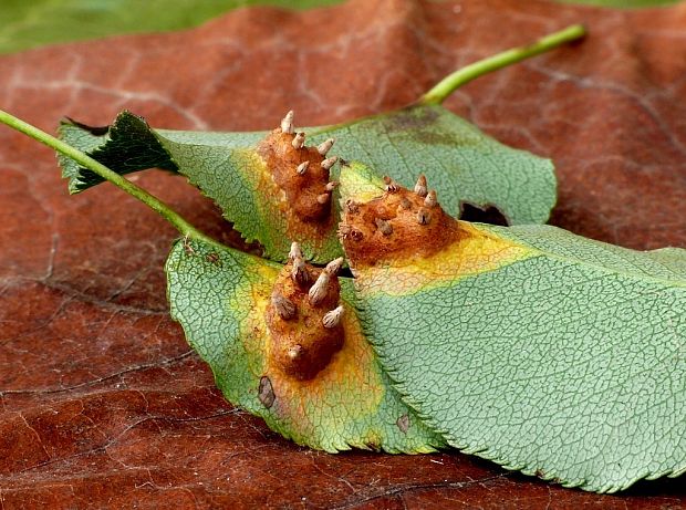 hrdzavka hrušková Gymnosporangium sabinae (Dicks.) G. Winter