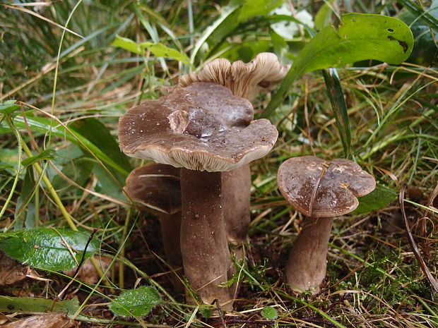 rýdzik sadzový Lactarius picinus Fr.