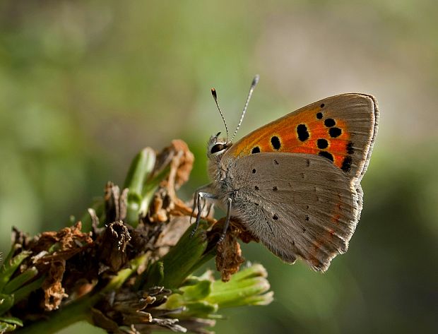 ohniváčik čiernokrídly Lycaena phlaeas   Linnaeus, 1761