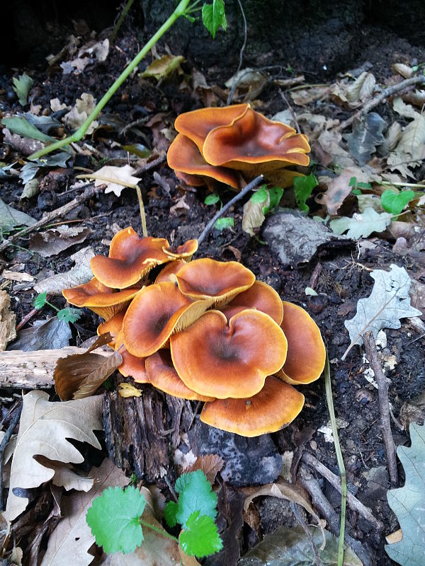 kališník hnedooranžový Omphalotus olearius (DC.) Singer